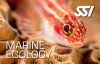 Екологія під водою - SSI Marine Ecology / Underwater Naturalist